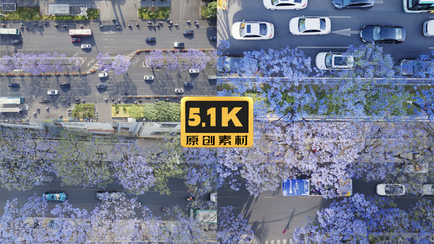 5K-俯瞰昆明北京路街道两侧的蓝花楹