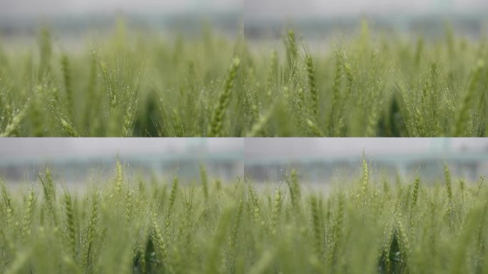 春天春雨麦田麦地麦穗麦芒唯美清新早晨谷雨