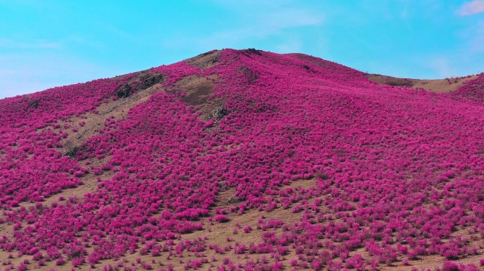 呼伦贝尔 扎兰屯 兴安杜鹃花海合集