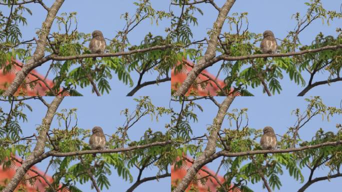 猫头鹰（斑头鸺鹠）在树上活动