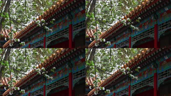 北京春天明清古建筑与海棠花特写