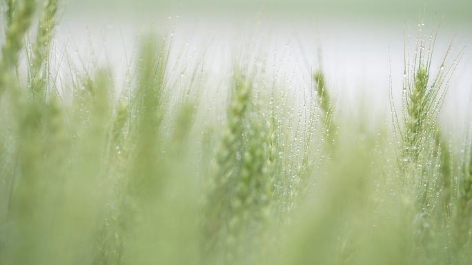 春天春雨麦田麦地麦穗麦芒唯美清新早晨谷雨