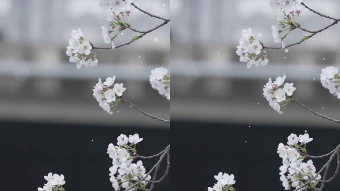 春日的唯美樱花雨