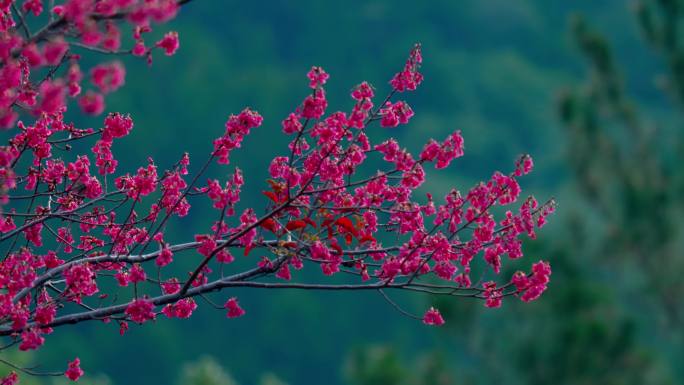 唯美花鸟图 花儿 鸟儿 视频素材