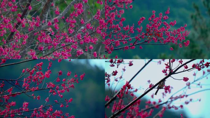 唯美花鸟图 花儿 鸟儿 视频素材