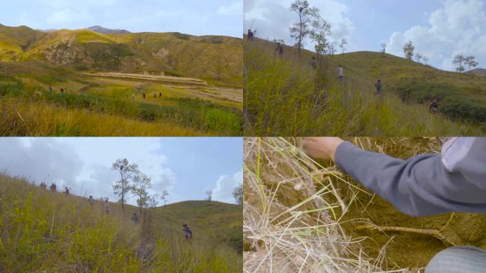 上山采药采黄芪挖野黄精挖中草药