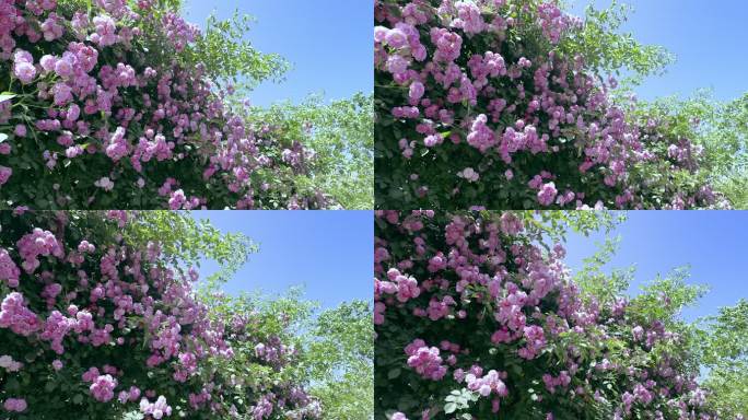 晴朗夏季的蔷薇花4K120帧