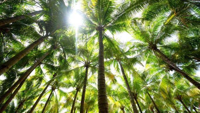 海边仰拍椰子树棕榈树林透出阳光热带雨林