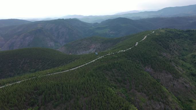 侧柏树覆绿山体精准灭荒守护森林四库