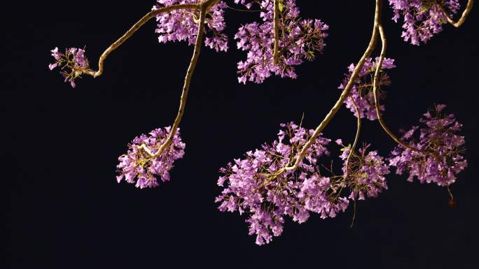 昆明蓝花楹