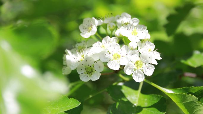 白的杜鹃花盛开视频素材