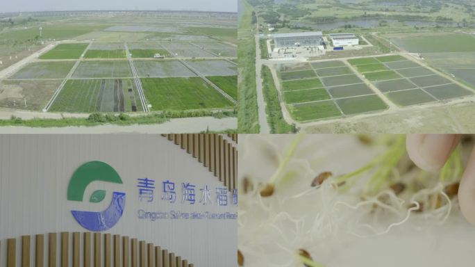 海水稻研究发展中心航拍 稻苗研究
