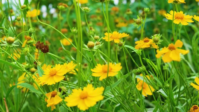 植物园公园户外植物小草青草花朵蜜蜂采蜜大