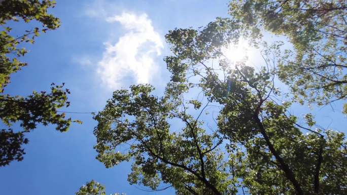 夏天阳光穿过树林树叶子风景视频素材