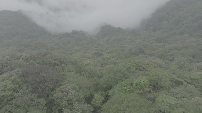 梵净山的森林云海4K航拍log素材