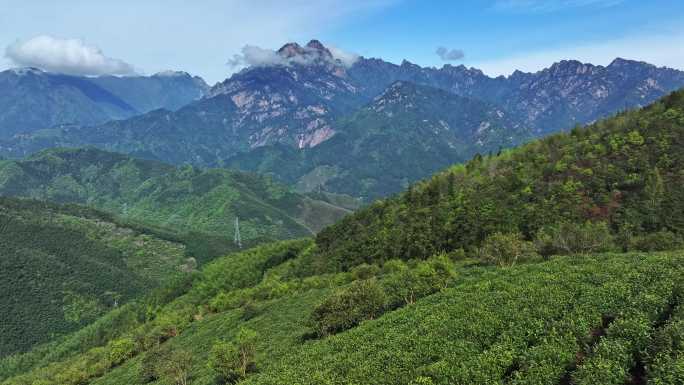 黄山茶园