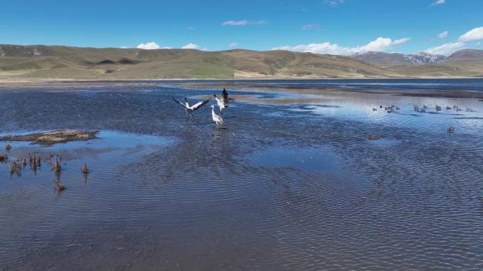 甘南碌曲尕海湖自然保护区黑颈鹤候鸟航拍