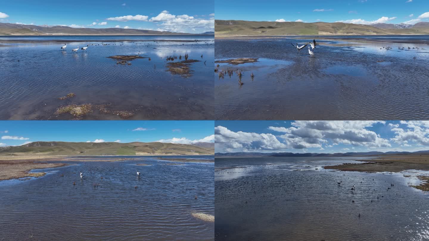 甘南碌曲尕海湖自然保护区黑颈鹤候鸟航拍