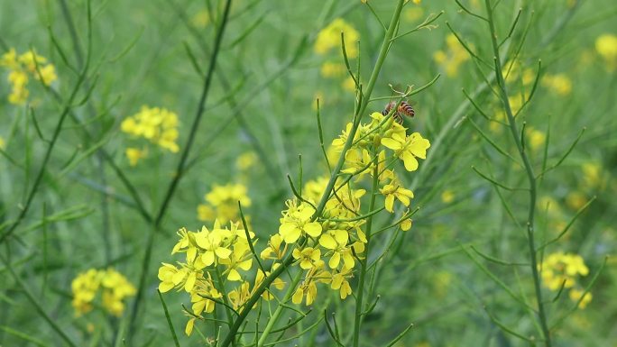 油菜花小蜜蜂