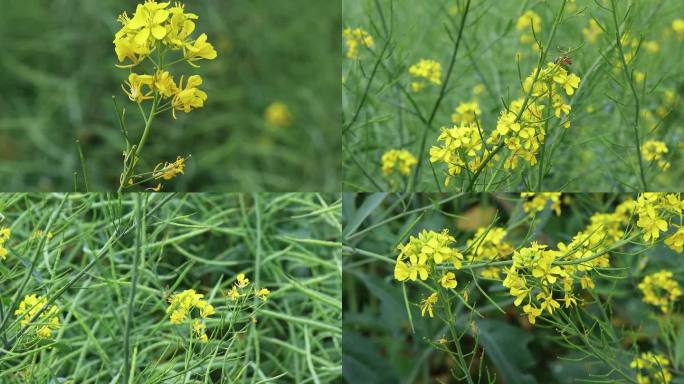 油菜花小蜜蜂