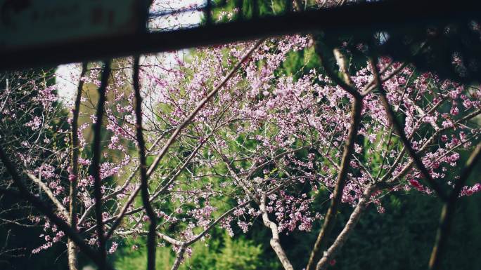 繁花似锦春暖花开-春天春色满园关不住