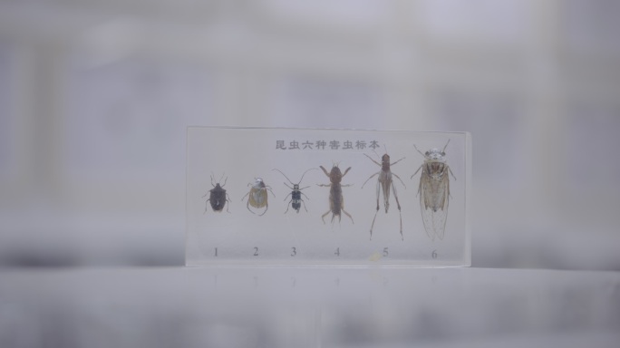 昆虫六种害虫标本