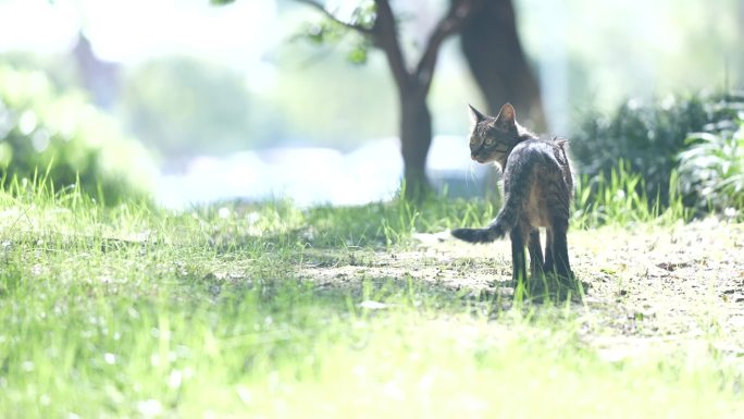 在草坪游玩的小猫