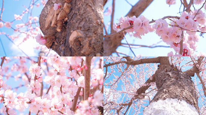 春景桃花杏花素材