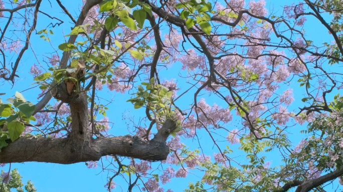 北京恭俭胡同楸树泡桐槐花盛开 摇镜头1