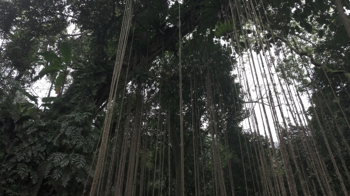 4K-Log-航拍热带雨林，海南万年神树