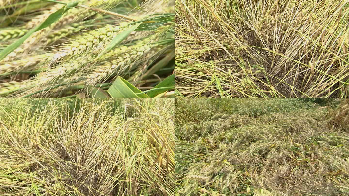大田小麦 成熟期 小麦倒伏 小麦赤霉病