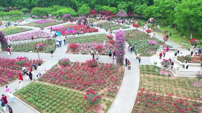 2024航拍武汉青山区和平公园月季园