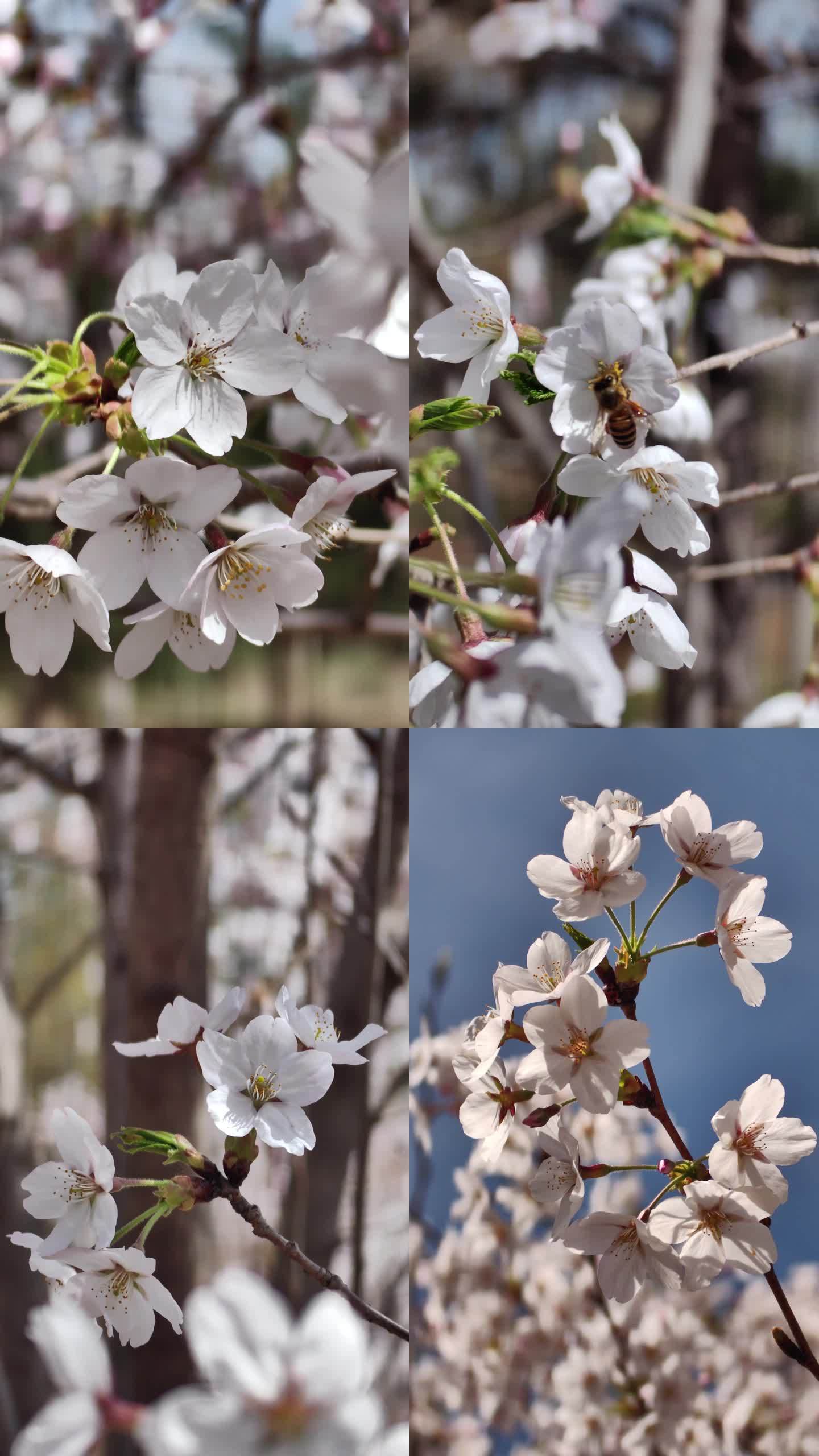 阳春四月 樱花醉（竖屏）