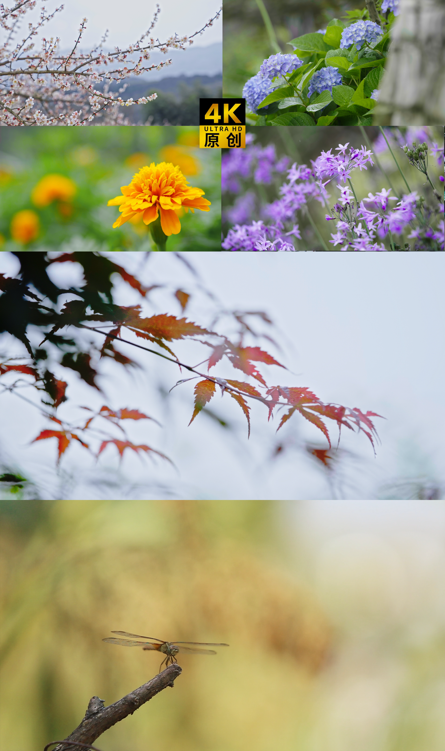 春天花草特写空镜