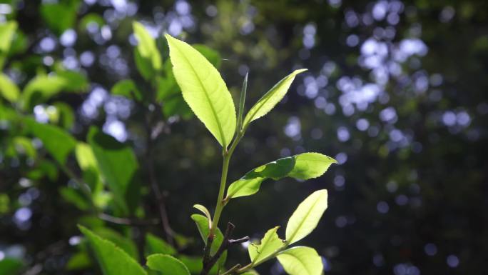 高山古树茶 航拍 采摘   手工 炒茶