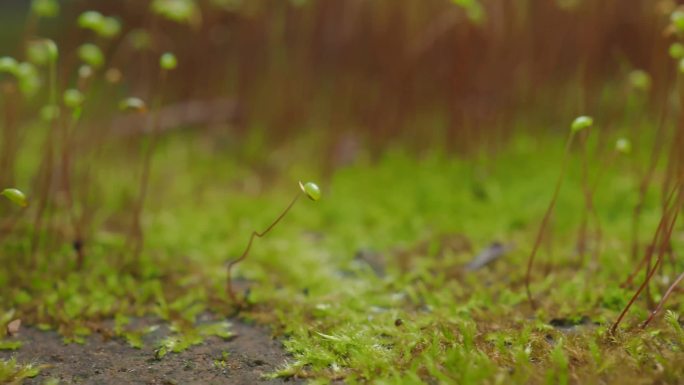 苔藓