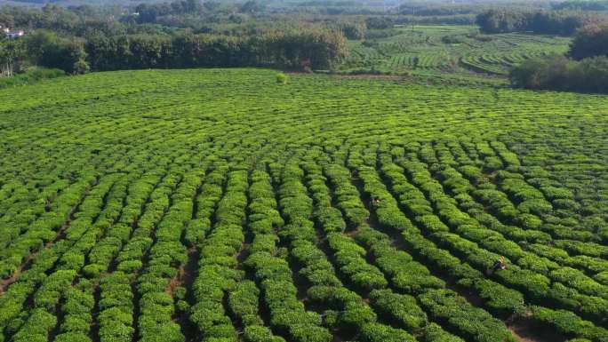 海南白沙茶园小镇