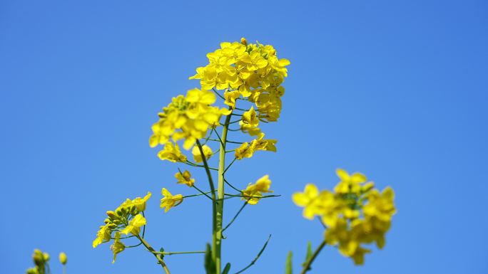 油菜花空镜