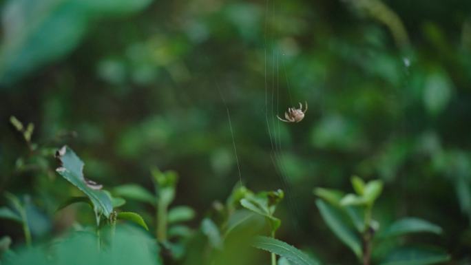 《静谧山林：蜘蛛网的微观世界》