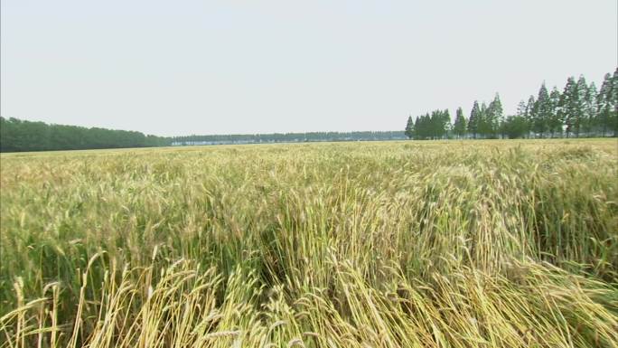 大田小麦 成熟期 倒伏 小麦赤霉病 病穗