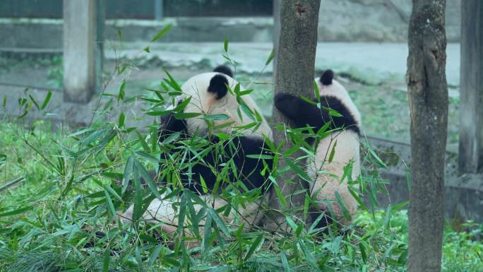 动物园国宝大熊猫母子