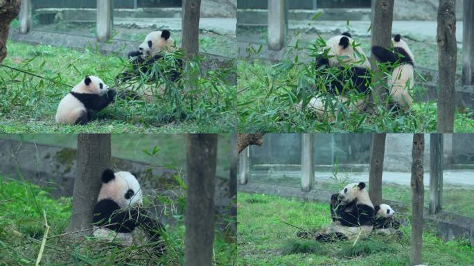 动物园国宝大熊猫母子