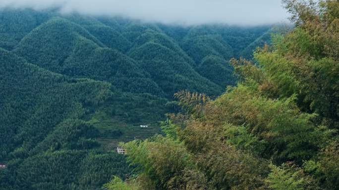 竹子竹海 毛竹 竹林 竹叶 竹竿