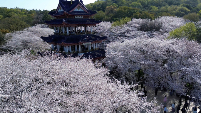 无锡太湖鼋头渚樱花航拍合集