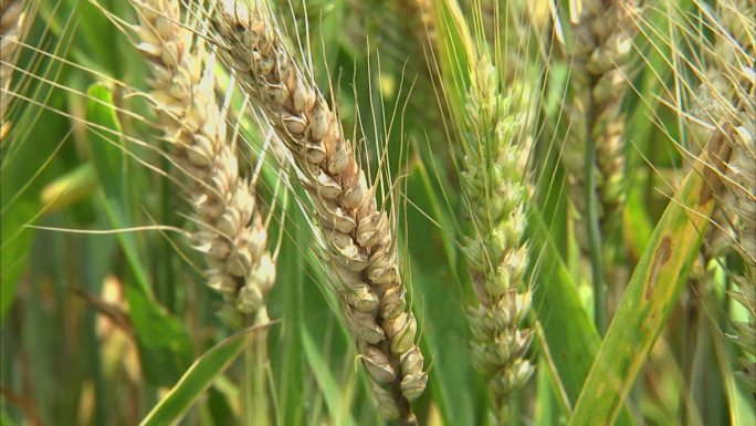 大田小麦 成熟期 倒伏 小麦赤霉病 病穗