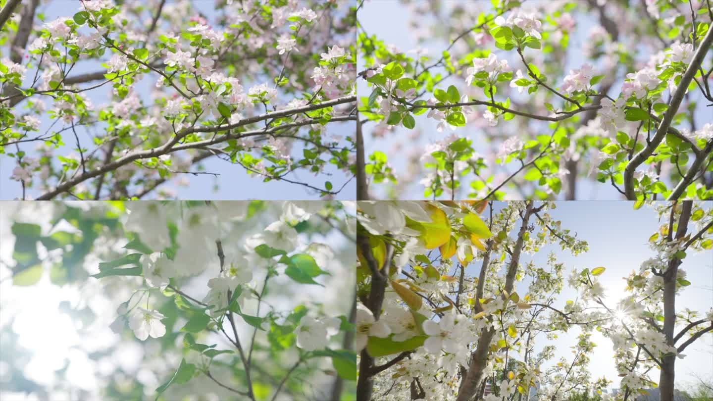 春天各种花的特写镜头 阳光撒下来 唯美