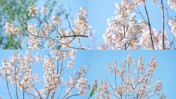 春天梧桐花开