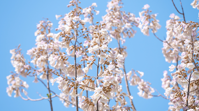 春天梧桐花开