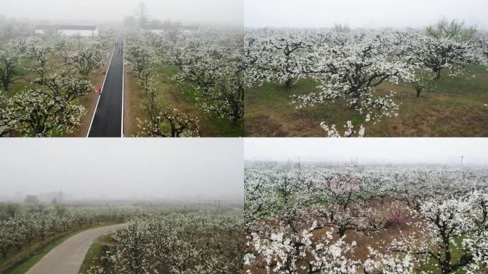 航拍梨花园万亩梨花树大面积梨花