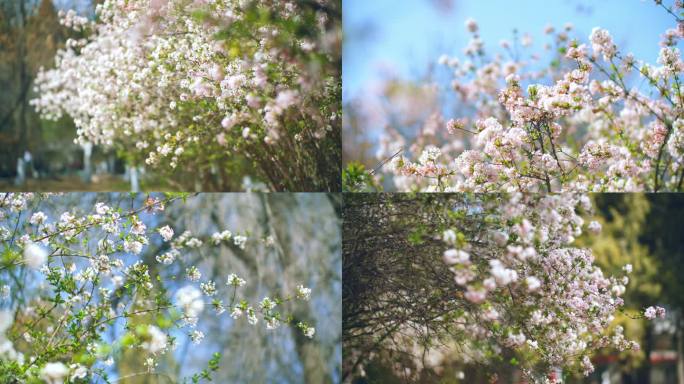 繁花似锦春色满园关不住-春暖花开